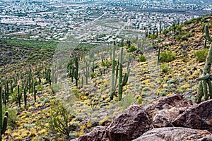 Cactus and Saguaro at Tumamoc Hill, Tucson, Arizona