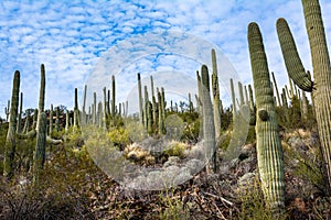 Cactus and Saguaro at Tumamoc Hill, Tucson, Arizona