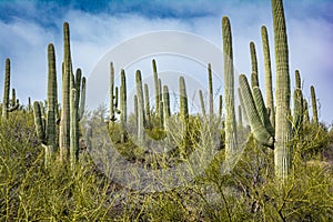 Cactus and Saguaro at Tumamoc Hill, Tucson, Arizona