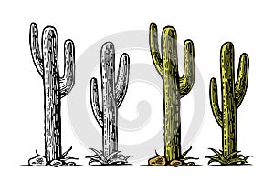 Cactus saguaro . Vector hand drawn vintage engraving photo