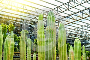 Cactus Saguaros under roof greenhouse