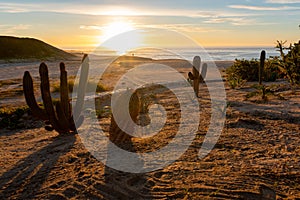 A cactus and sand in the Desert sunrise of Cabo San Lucas Mexico