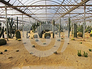 Cactus with sand in greenhouses