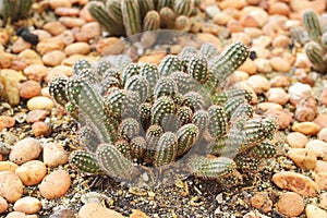 cactus in sand and stone, echinopsis chamaecereus