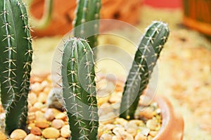 Cactus in sand and stone, echinopsis peruviana