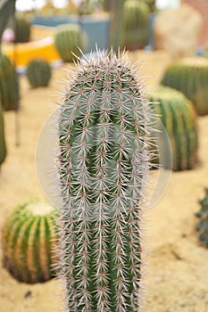 cactus in sand and stone, echinopsis peruviana
