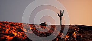 Cactus on sandstone cliff at sunset.