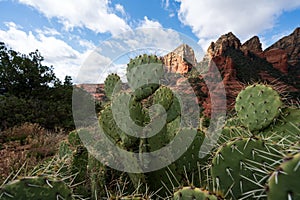 Cactus and Sandstone Red Rock