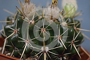 Cactus scion indoor plant flowering plants