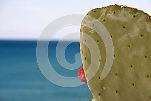 Cactus by the sea 2