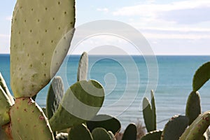 Cactus by the sea