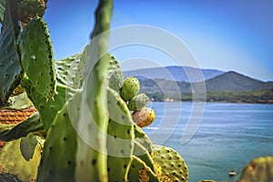 Cactus and the sea