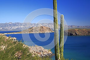 Cactus, sea and mountains in baja california sur, mexico photo
