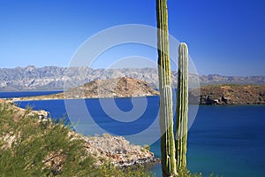 Cactus, sea and mountains in baja california sur, mexico