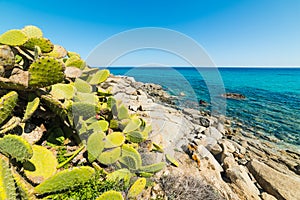 Cactus by the sea in Sant`Elmo beach