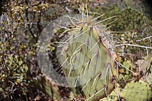 Cactus in Sedona, Arizona