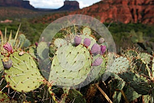 Cactus Sedona, AZ