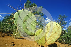 Cactus, Sedona, AZ, Route 89