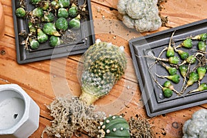 Cactus seedlings with long roots, Preparing indoor houseplant, Replanting tree gardening tool