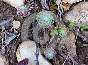 Cactus, sempervirum in the forest in the grass with stone