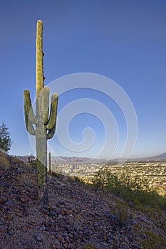 Cactus On Sentinel Peak, Over Tucson