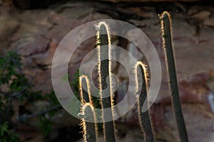 Cactus in Serra da Capivara, Piaui, Brasil