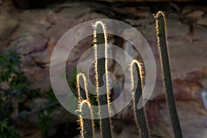 Cactus in Serra da Capivara, Piaui, Brasil photo