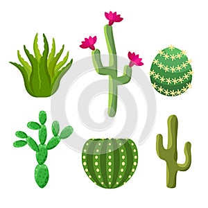 Cactus set