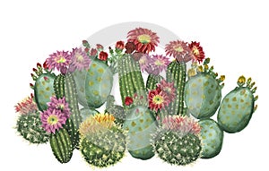 Cactus set