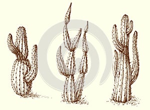 Cactus set hand drawing