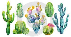 Cactus set watercolor isolated illustration.