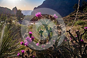 Cactus, setting sun, Chisos Mountains in Big Bend National Park. photo