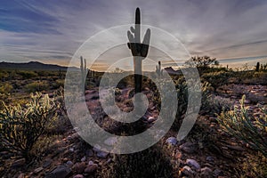 Cactus Shadows and Desert Skies