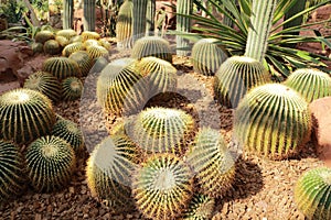 Cactus in Shanghai Chenshan garden greenhouse