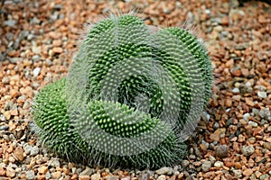 Cactus shaped like a brain (Mammillaria spinosissima