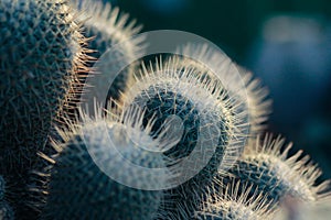 Cactus sharp thorn