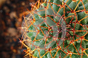 Cactus, sharp thorns, beautiful and unusual shape, photographed close-up