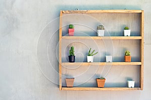 Cactus Shelf in the Garden