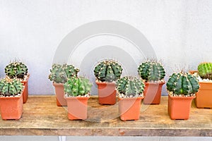 Cactus Shelf in the Garden