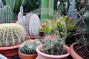Cactus shop