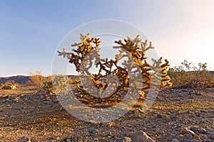 The cactus shrub called teddy-bear cholla at desert sunset.