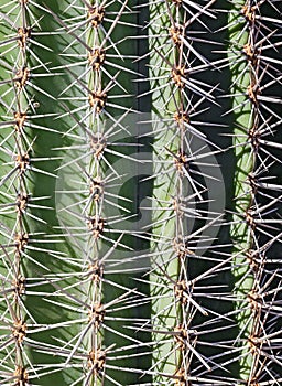 Cactus, side view, close up