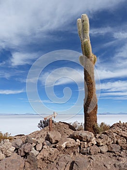 Cactus and signpost at `Isla del Pescado` in Bolivia
