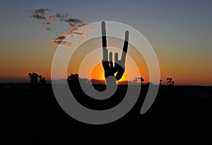 Cactus silhouette colorful sunset, arizona, united states