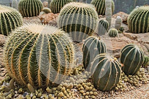 Cactus in simulated environment desert garden