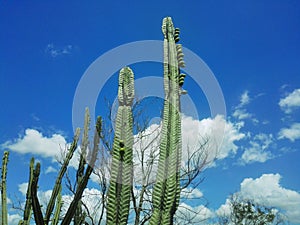 cactus with sky background with clouds