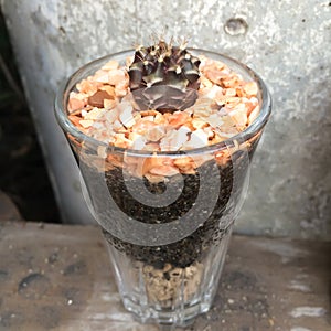 Cactus in small decorative grass