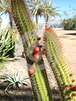 Cactus with small fruit