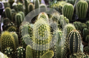 Cactus small plants photo