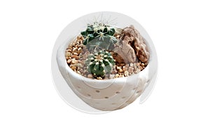 Cactus in the small pot